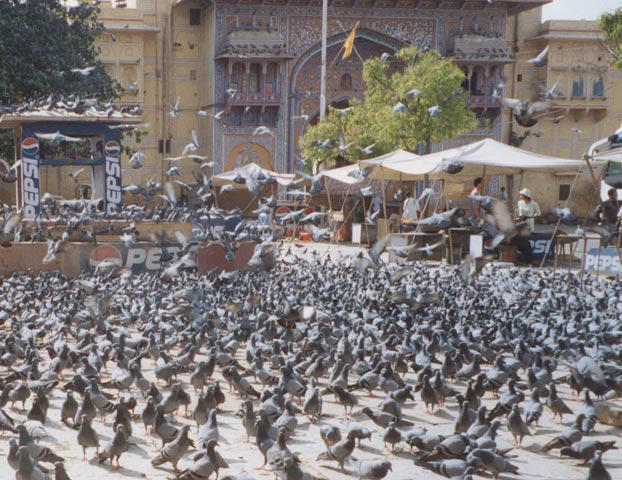 Lots of pigeons