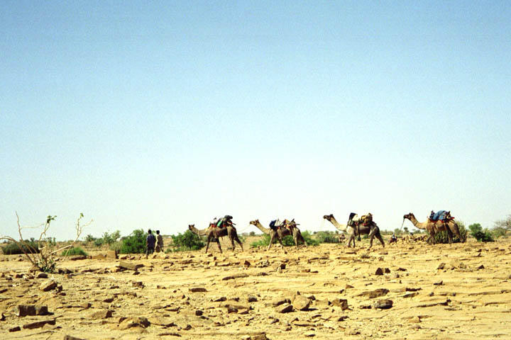 Our camel caravan.