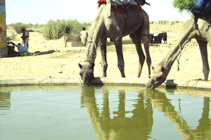 At the water hole