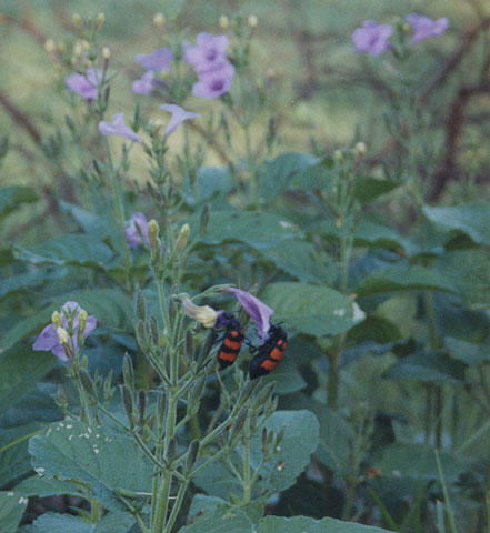 Flowers and beetles in the Keoladeo National Park.