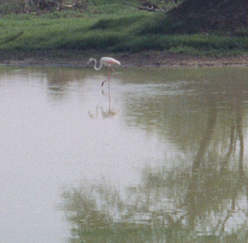 Pink Flamingo in the Keoladeo National Park.