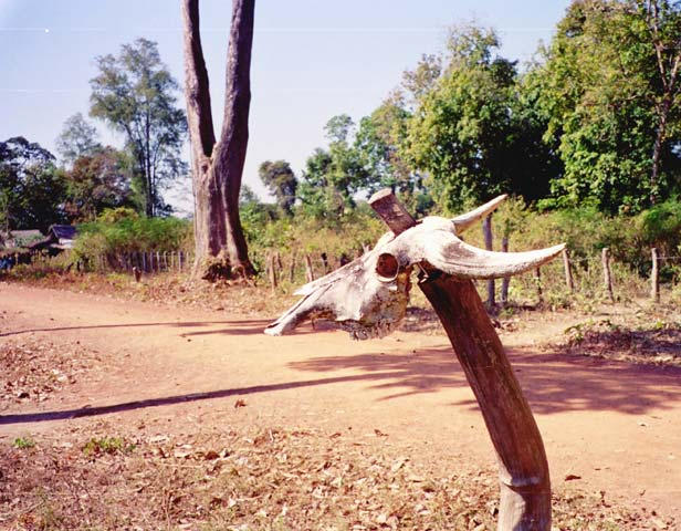 Skull near the Ho Chi Minh trail.  No significance, I just liked the photo.