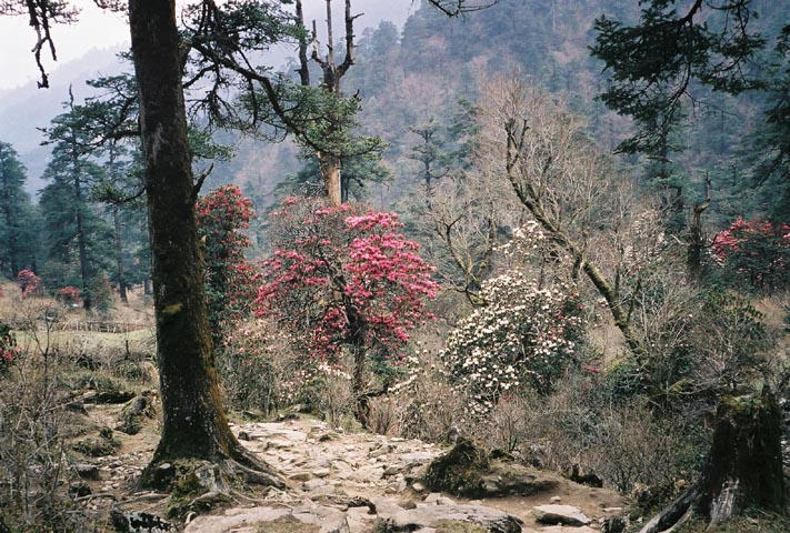 Rhododendrons