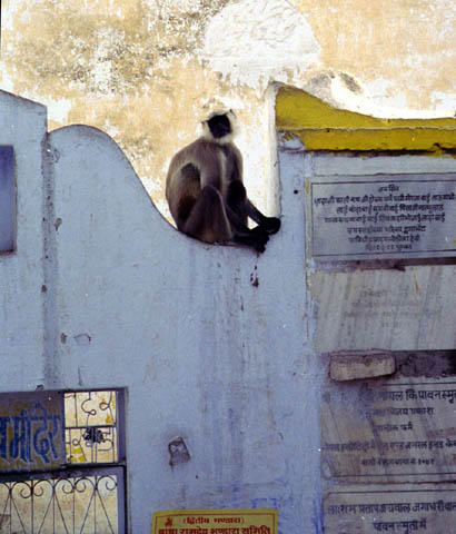 Monkey