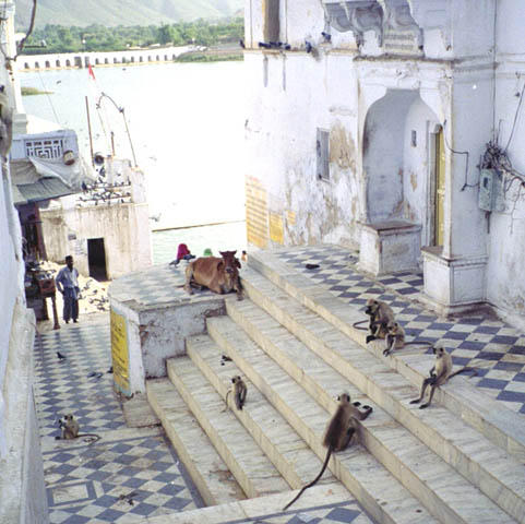 Monkeys and cows hanging out by a temple.