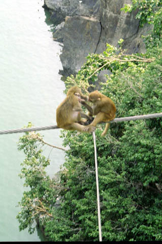 Monkeys